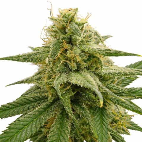 Banana OG Cannabis Seeds