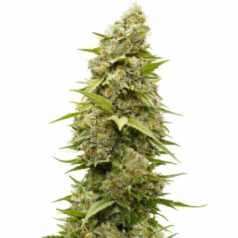 Batman OG Cannabis Seeds