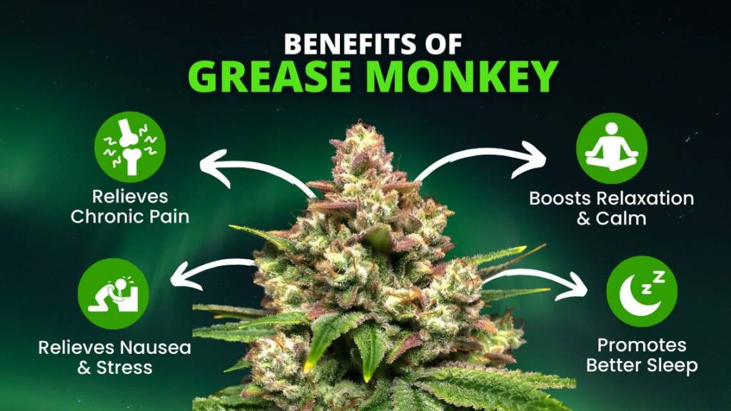 Benefits of Grease Monkey Strain