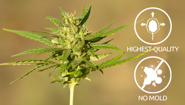 Benefits of Lollipopping