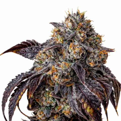 Berry White Cannabis Seeds