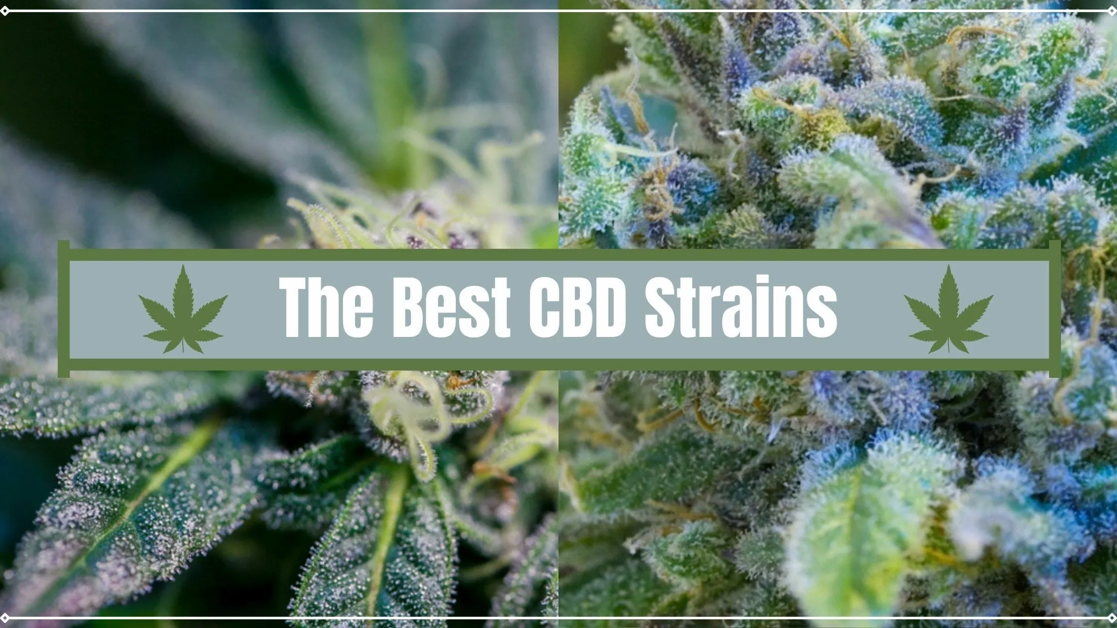 Best CBD Strains cover