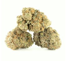 Best Cannabis Seeds for Balcony or Patio Grows e