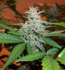 Best Cannabis Seeds for Balcony or Patio Grows f