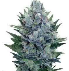 Best Cannabis Seeds for Balcony or Patio Grows g