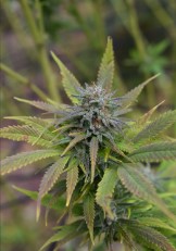 Best Cannabis Seeds for Balcony or Patio Grows j