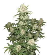Best Cannabis Seeds for Cold Climates f