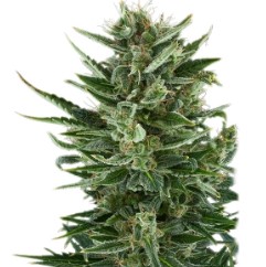 Best Cannabis Seeds for Cold Climates g
