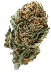 Best strain for degenerative disc disease blueberry