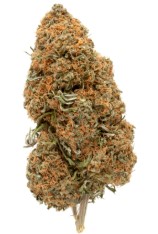 Best strain for degenerative disc disease cann