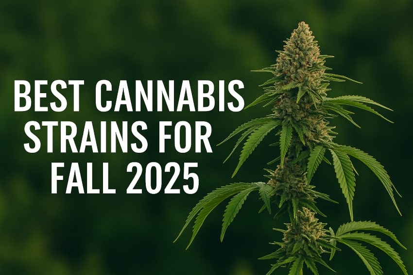 Best Strains for Fall 2025