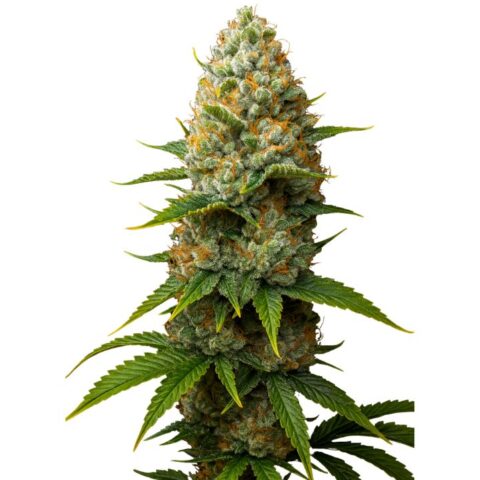 Big Bud Cannabis Seeds