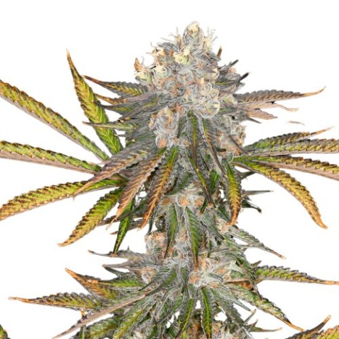 Black 84 cannabis seeds