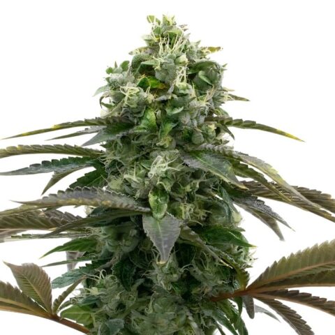 Black Demon OG Cannabis Seeds
