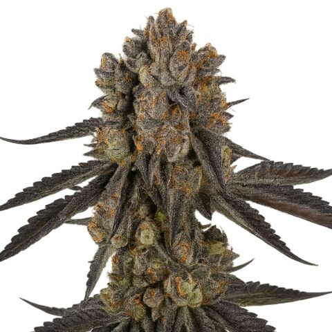 Black Mamba Cannabis Seeds
