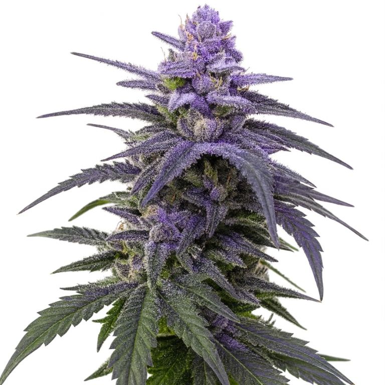 Black Rose Cannabis Seeds