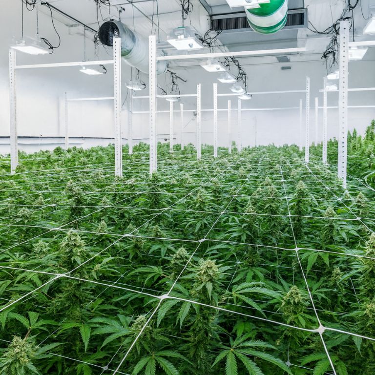 Black Rose Grow Room