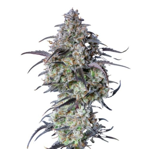 Black Water Purple OG Cheese cannabis seeds