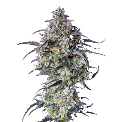 Black Water Purple OG Cheese cannabis seeds