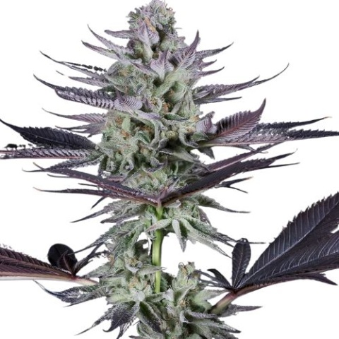 Blackberry Bubble cannabis seeds