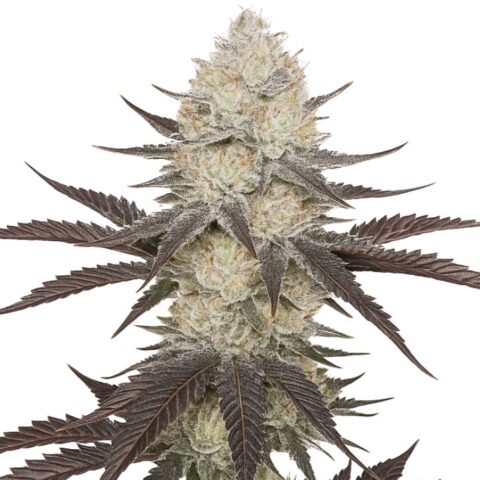 Close-up of a Blackberry cannabis bud with frosty white trichomes and dark purple fan leaves.