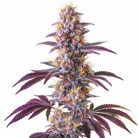Blackberry Kush Cannabis Seeds