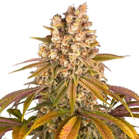 Blackberry Pie Cannabis Seeds