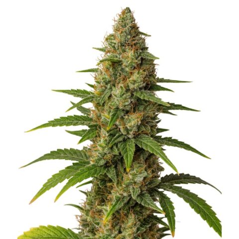 Here’s the structured response for your twenty-second image: