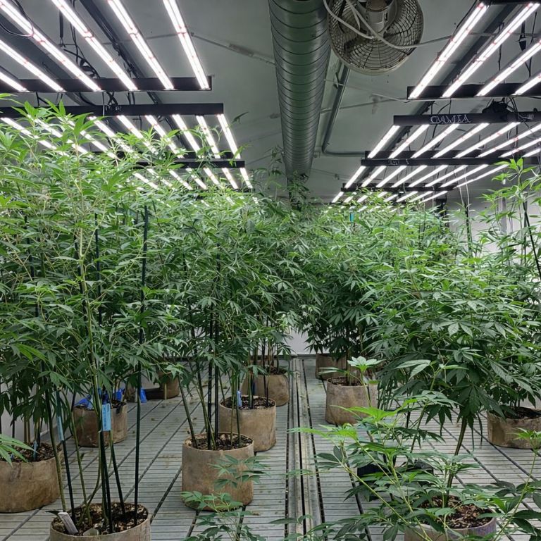 Bloos Kloos Grow Room