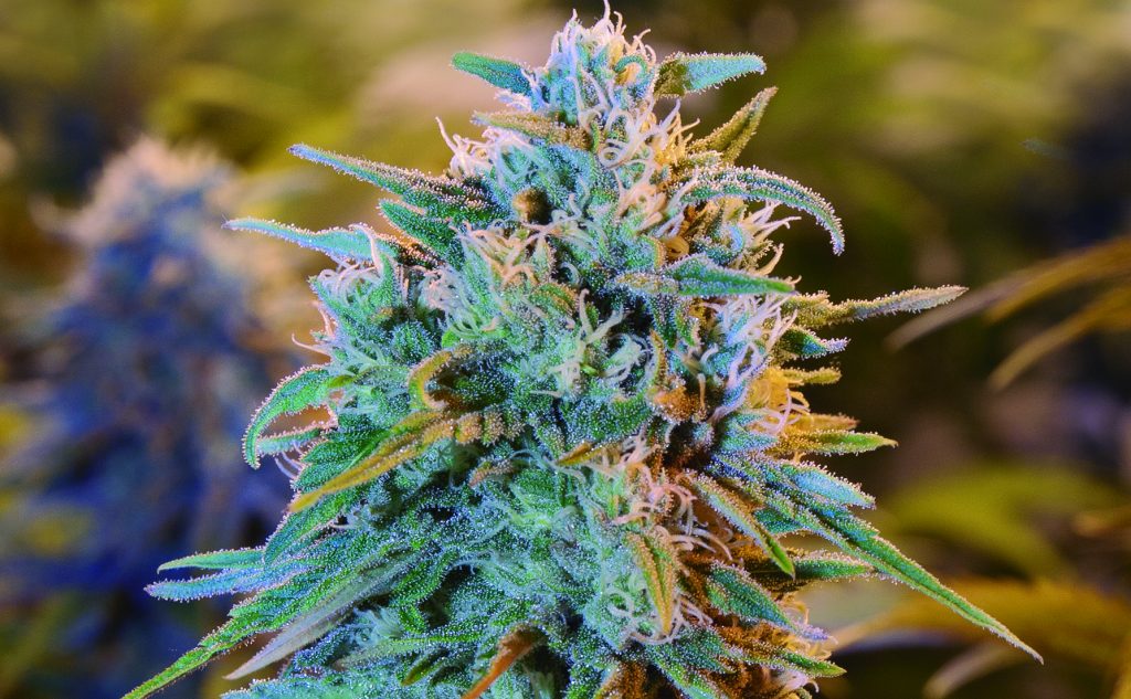 Blue Dream Strain