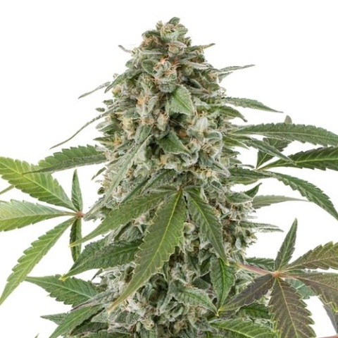 Blue Alien Cannabis Seeds