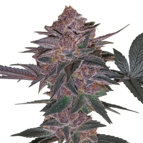 Blue Biscotti Cannabis Seeds