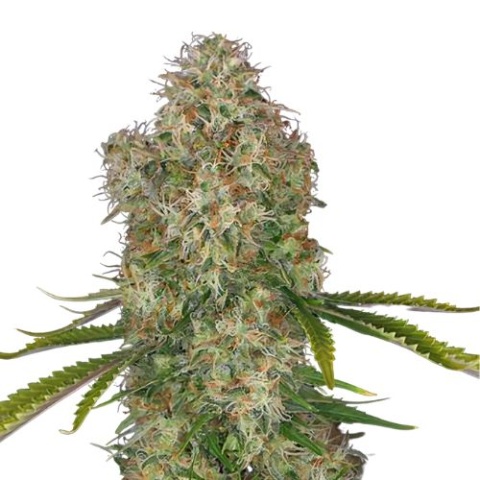 Blue Cinex Cannabis Seeds