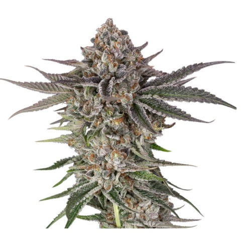 Blue Crack Cannabis Seeds
