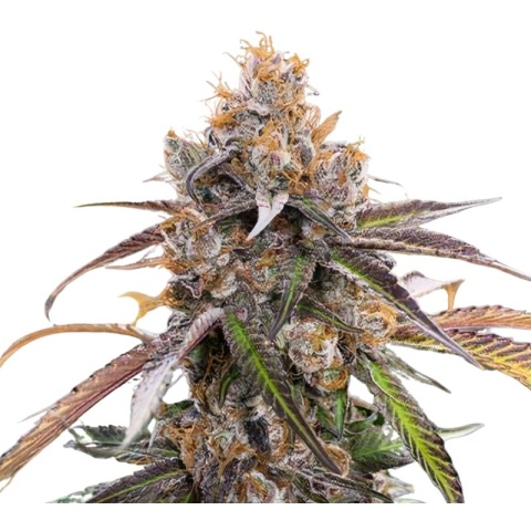 Blue Diamond Cannabis Seeds