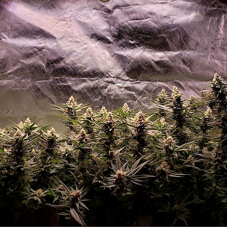 Blue Dragon Grow Room