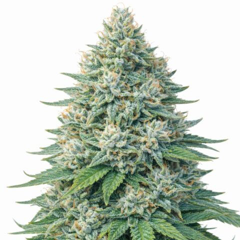 Blue Dream Cannabis Seeds