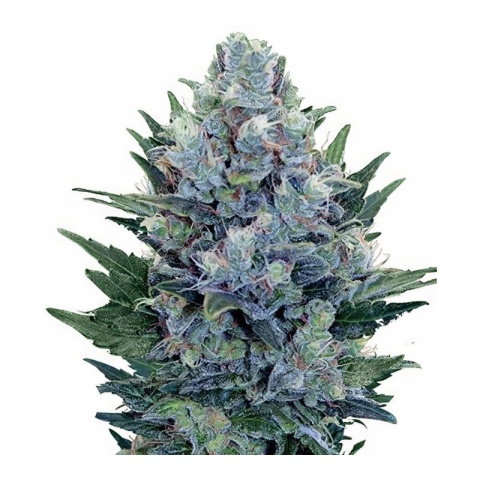 Blue Dynamite Cannabis Seeds