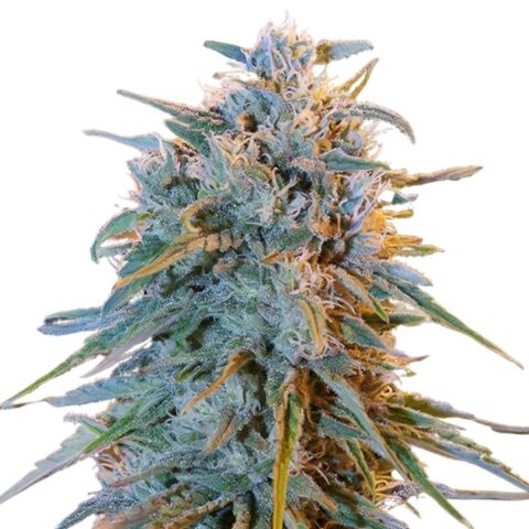 Blue Frost Cannabis Seeds