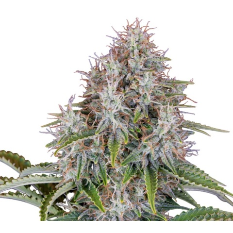 Blue Haze Cannabis Seeds