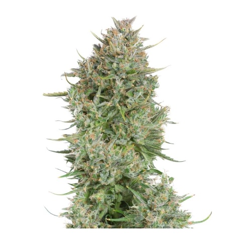 Blue Kush Cannabis Seeds