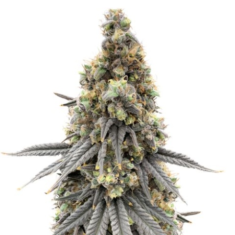 Blue Lyly cannabis seeds