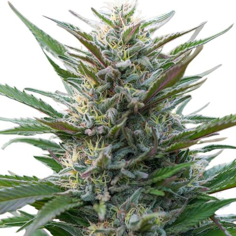 Blue Moon Rocks Cannabis Seeds