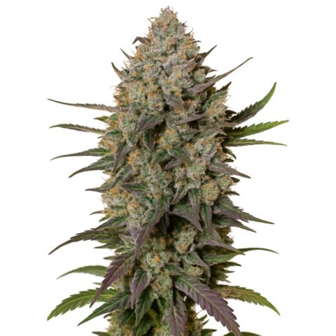 Close-up of a frosty cannabis bud with dense flowers, orange pistils, and purple-green sugar leaves.