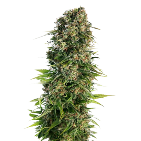 Blue Zkittlez Cannabis Seeds