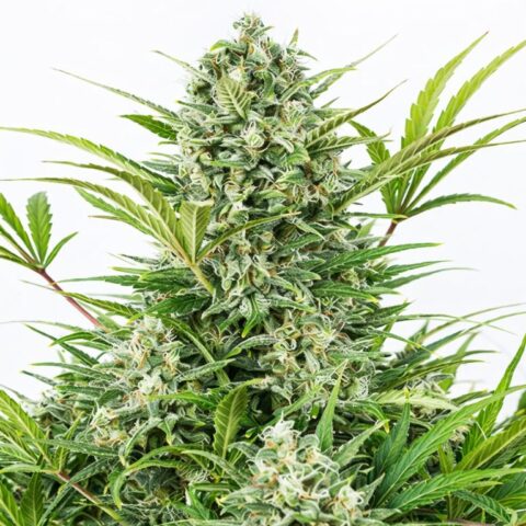 Blue Zombie cannabis seeds