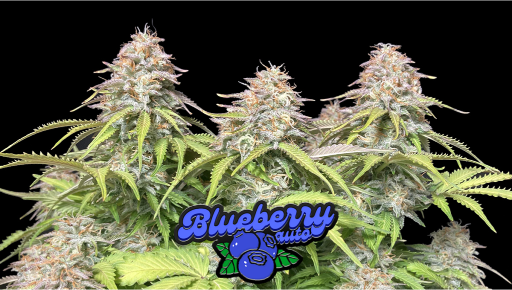 Blueberry