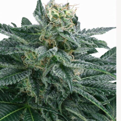 Blueberry AK Cannabis Seeds