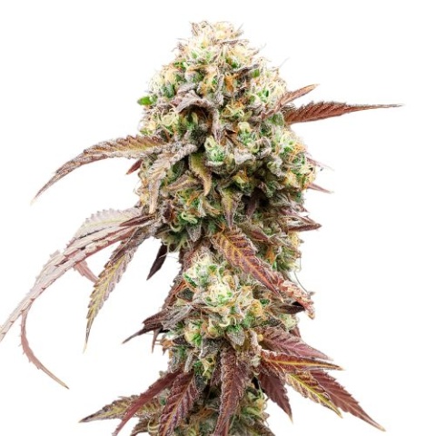 Blueberry Cannabis Seeds