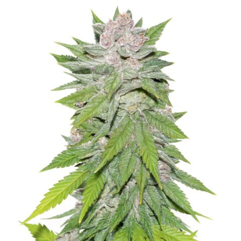 Blueberry Cheesecake Cannabis Seeds